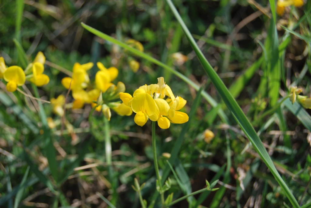 Lotus corniculatus